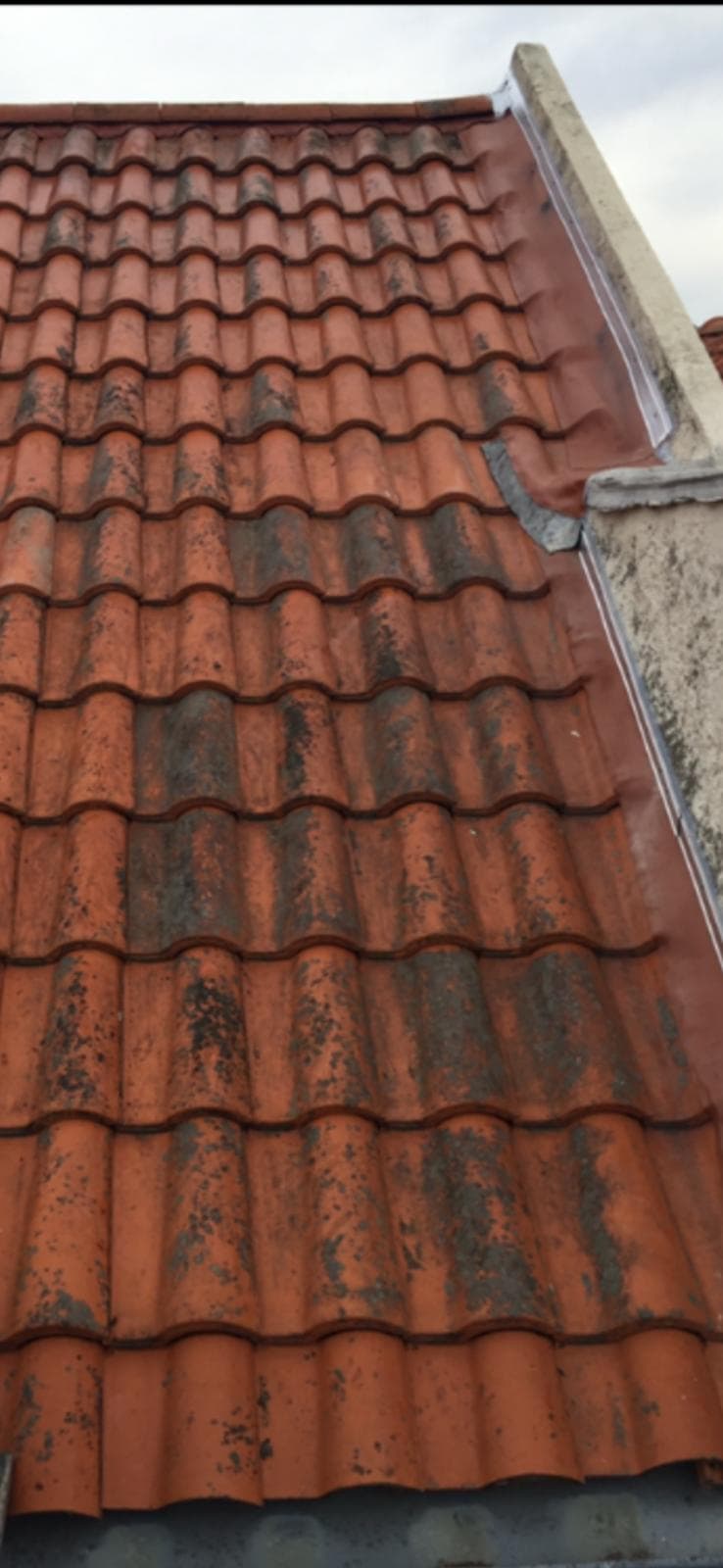 Mousse visible sur une toiture en tuiles avant nettoyage